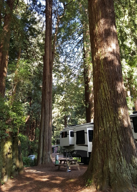 Emerald Forest Cabins and RV