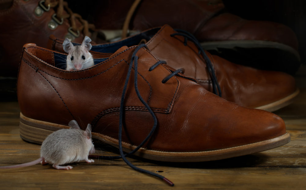 How To Keep Mice Out Of RV